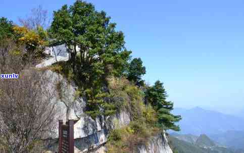 山水可居茶叶哪里生产的，揭秘山水可居茶叶产地，让你了解这款茶的来源和品质