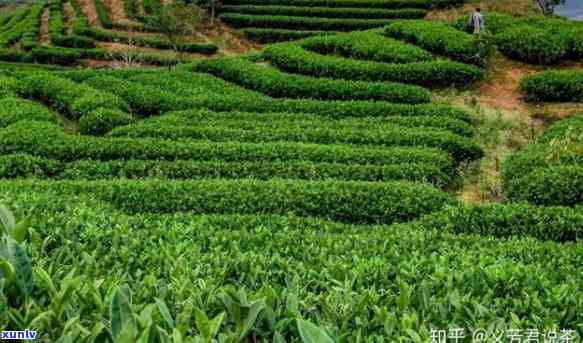 山水可居茶叶哪里生产的，揭秘山水可居茶叶产地，让你了解这款茶的来源和品质