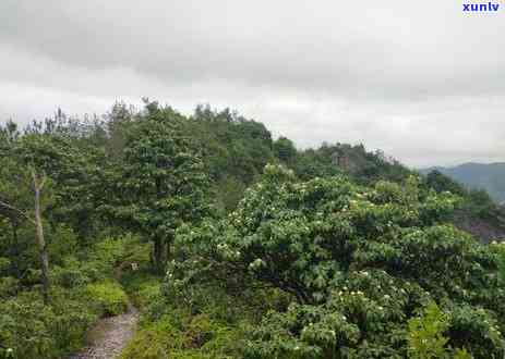 见山茶叶是哪里的，揭秘“见山茶叶”的产地，带你探索其独特之处！