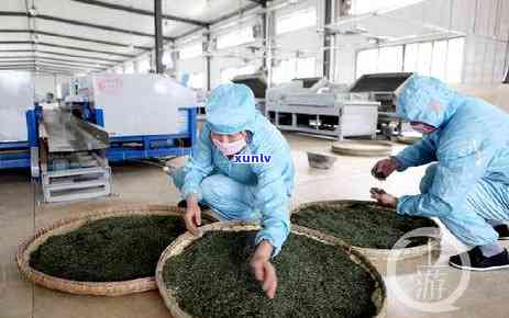 永川秀芽新茶几月上市，【最新消息】永川秀芽新茶即将上市，敬请期待！