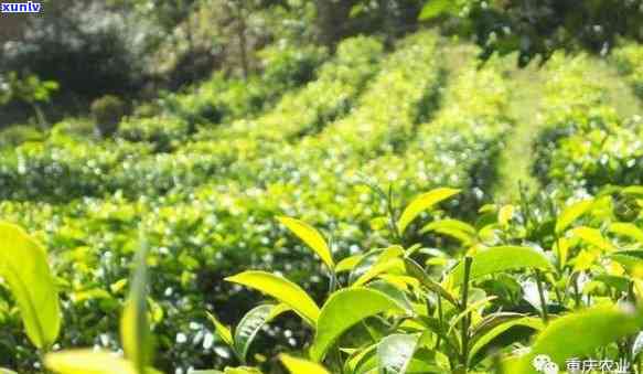 永川秀芽茶厂在哪里？了解永川秀芽茶的特点、及茶园情况！