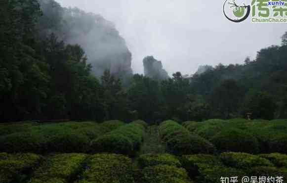 高山流水的茶好茶吗，探究高山流水茶的品质：它是否真的是好茶？