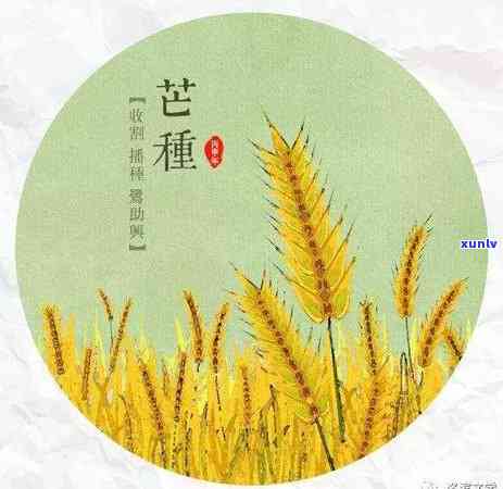 富贵茶价格指南：了解不同款式和等级的茶叶盒装售价