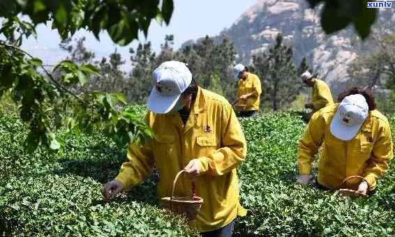 青岛崂陈茶业网站，探索崂山之美：青岛崂陈茶业官方网站