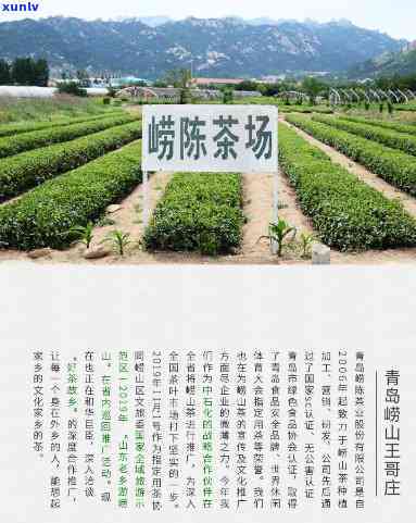 青岛崂陈茶业网站，探索崂山之美：青岛崂陈茶业官方网站