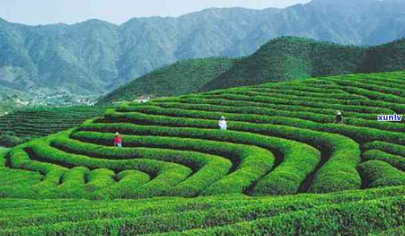 固始县九华山茶厂：地址、 *** 、 *** 信息及茶叶介绍，河南省固始县九华山茶场，事长简介