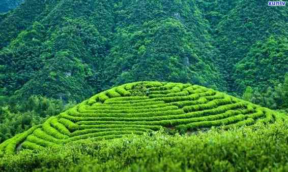 绿水青山茶叶图片味道，品味自然，享受生活——绿水青山茶叶图片与味道的完美结合