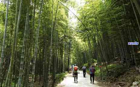 绿水青山茶叶的图片-绿水青山茶叶的图片大全