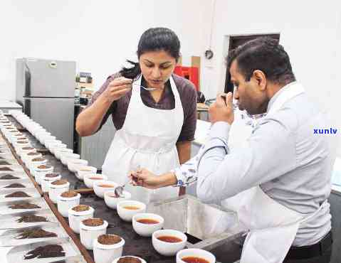 Tea Manufacturer and Producer's Dialogue: Exploring the Tea Industry