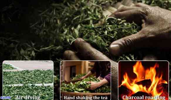 Tea Manufacturer and Producer's Dialogue: Exploring the Tea Industry