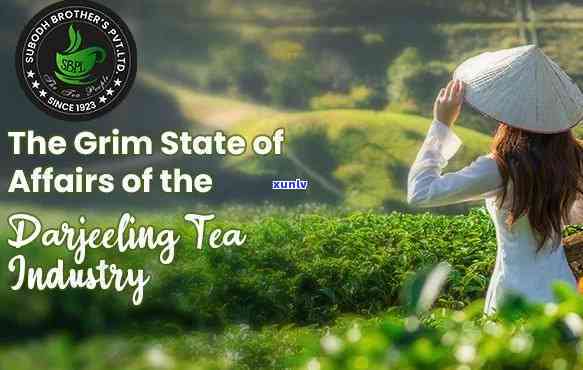 Tea Manufacturer and Producer's Dialogue: Exploring the Tea Industry