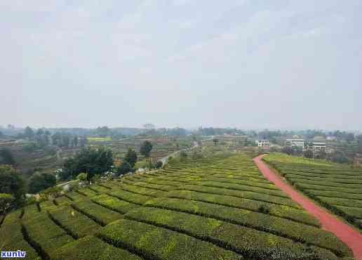 德阳茶叶场，探访四川德阳茶叶场，品味茶香四溢的世界