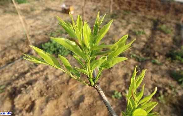 枣树芽能做成茶叶吗-枣树芽能做成茶叶吗视频