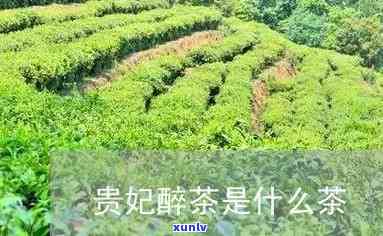 贵妃醉茶是什么茶，揭秘“贵妃醉茶”：这是一种什么茶？