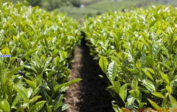 茶叶适合生长的度和湿度：从种植到存全解析