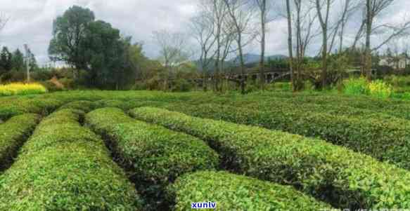 茶叶适合生长的度和湿度：从种植到存全解析