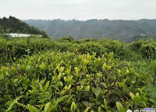 茶叶的生长纬度-茶叶的生长纬度是多少