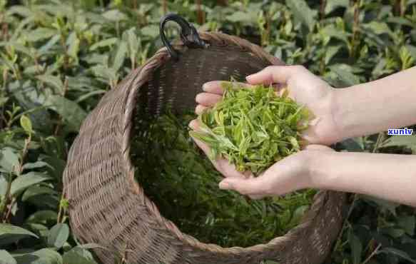 句容翠眉茶叶怎么样好喝吗，探索句容翠眉茶叶：口感怎样，是不是值得一试？