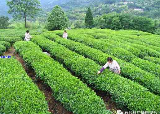 石台茶叶市场今年价格怎么样，今年石台茶叶市场价格走势如何？