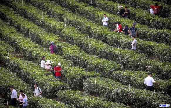 州的茶村，走进州的茶村：品味千年茶文化