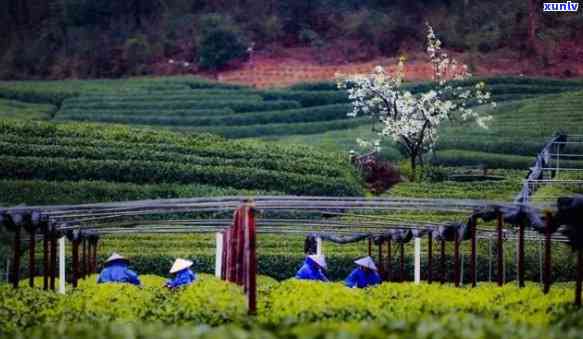 州的茶村，走进州的茶村：品味千年茶文化