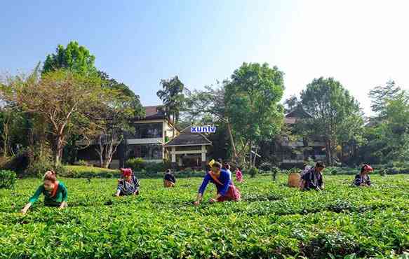 州的茶村，走进州的茶村：品味千年茶文化