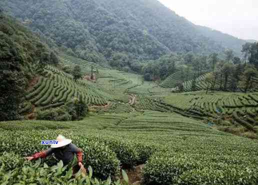 州九溪村里面的茶是真的吗，揭秘州九溪村茶叶真伪：你所不知道的真相