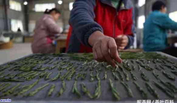 猴魁茶叶介绍，探秘黄山名茶：猴魁茶叶的起源、 *** 工艺与口感特点