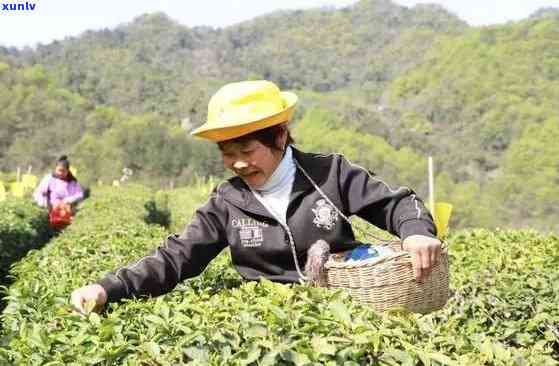 抖音上卖茶叶的农户是真的吗，揭秘抖音上的茶叶农户：他们是否真实可信？