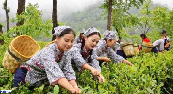 利用茶叶的三个阶：采摘、 *** 与饮用，深入了解茶的历发展