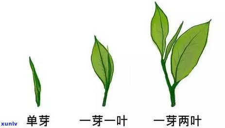 茶叶芽叶长度是什么-茶叶芽叶长度是什么意思