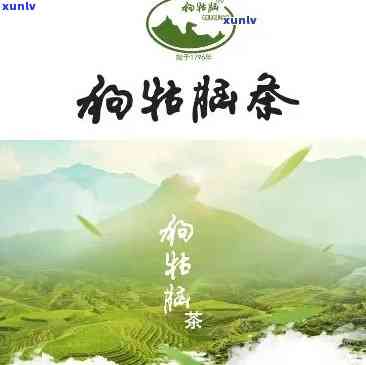 狗牯脑茶叶怎么样?-狗牯脑茶叶怎么样