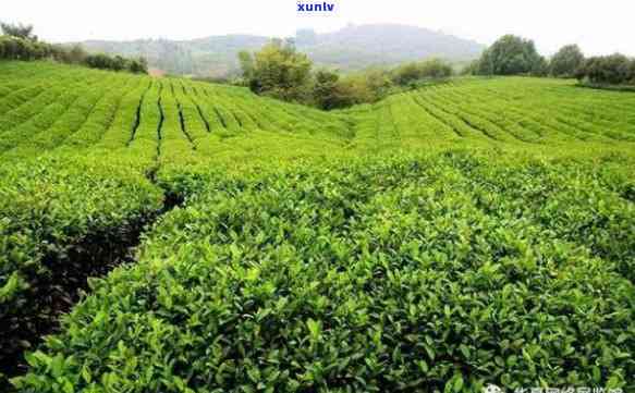 遂川狗牯脑茶叶基地 *** 及地址全公开！