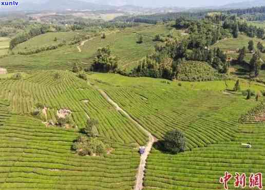 遂川狗牯脑茶厂，探索遂川狗牯脑茶的独特魅力：一家值得一试的茶厂