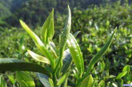 遂川狗牯脑茶叶图片-遂川狗牯脑茶叶图片 *** 手机号