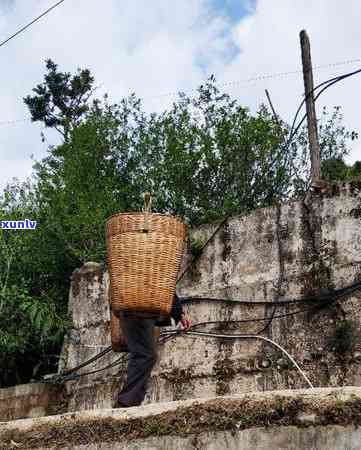 勐库冰岛茶王树介绍-勐库冰岛老树茶价格