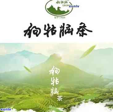 2020年普洱生茶怎么样：价格、品质与值得收藏的茶叶分析