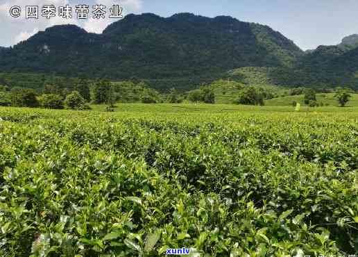 广东英德有什么茶叶特产，探寻广东英德的茶叶特产，品味独特的茶香世界