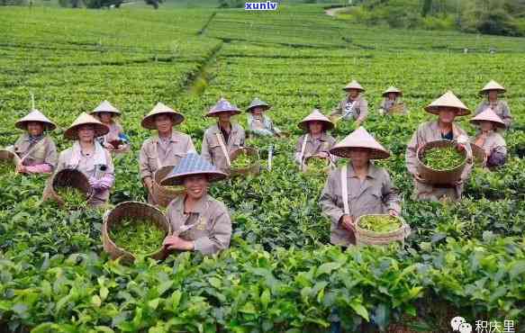 广东英德有什么茶叶特产，探寻广东英德的茶叶特产，品味独特的茶香世界