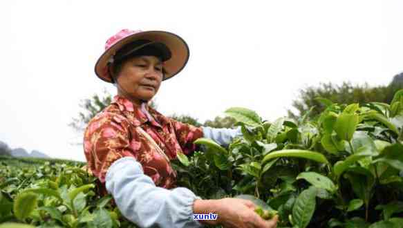 广东英德有什么茶叶特产，探寻广东英德的茶叶特产，品味独特的茶香世界