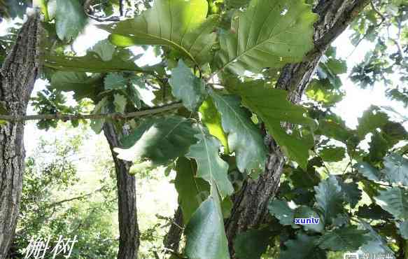 冰岛木是什么意思，探究“冰岛木”之意：一种神秘的植物物种