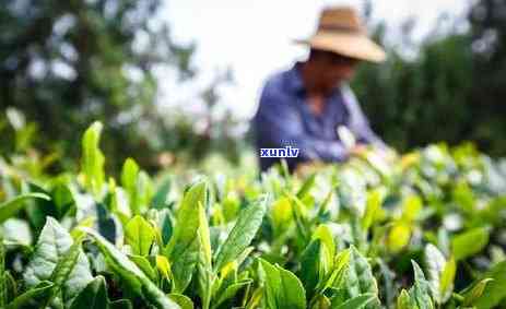 茶叶中茶氨酸的含量占总氨基酸的比例：特有氨基酸在茶叶中的重要性