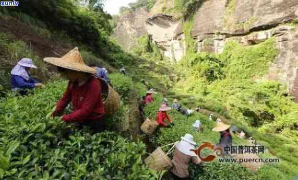 武夷山产什么茶叶？了解当地茗品！