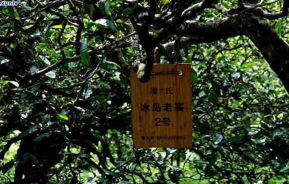 昭通冰岛茶热带雨林-云南冰岛茶小镇目