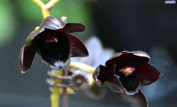 顶级黑玛瑙兰花-黑玛瑙兰花价格