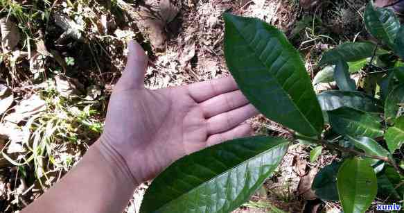 云南冰岛茶产地在哪里，揭秘云南冰岛茶的产地信息