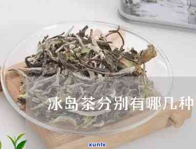 哪个茶和冰岛茶相近-哪个茶和冰岛茶相近呢