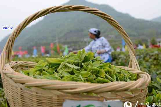 岭高山茶叶，品味岭高山茶叶：一场味蕾的宴