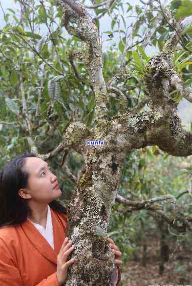 树大师茶叶怎么样？揭秘树一大师的真实身份及树脂优点，来自哪个的大师树脂值得信？