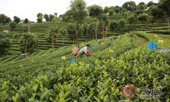 大观茶，探索云南茶文化的瑰宝：大观茶